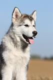ALASKAN MALAMUTE 214